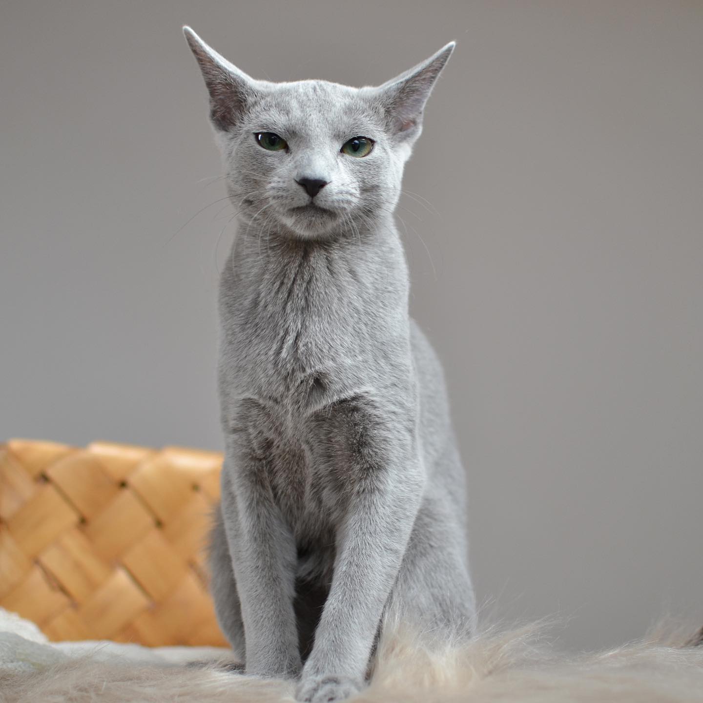 Duchess, an available adult female Russian Blue cat in California