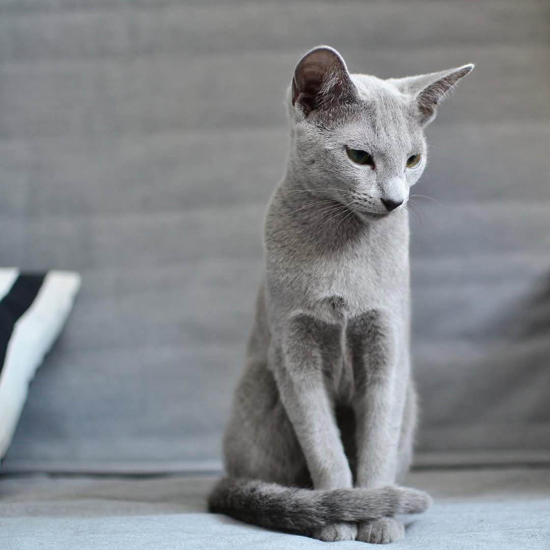 Max, an available adult male Russian Blue cat in California