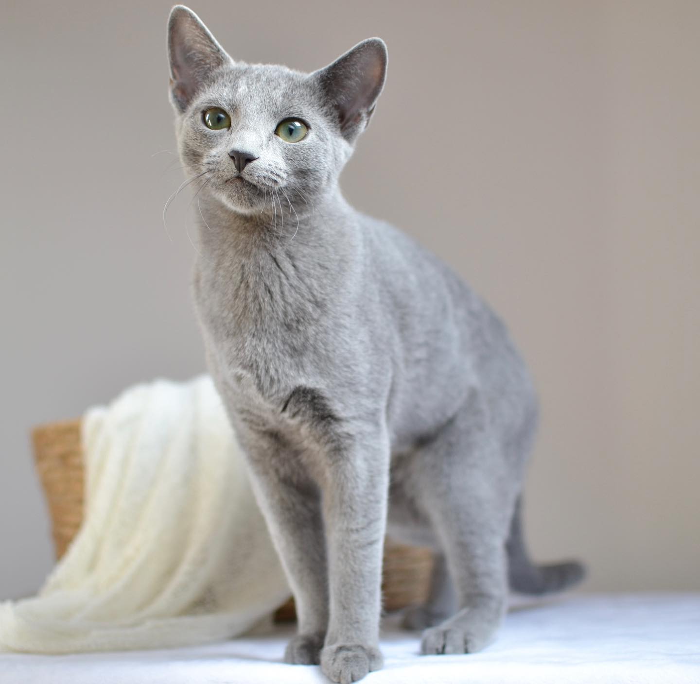 Prince, an available adult male Russian Blue cat in California