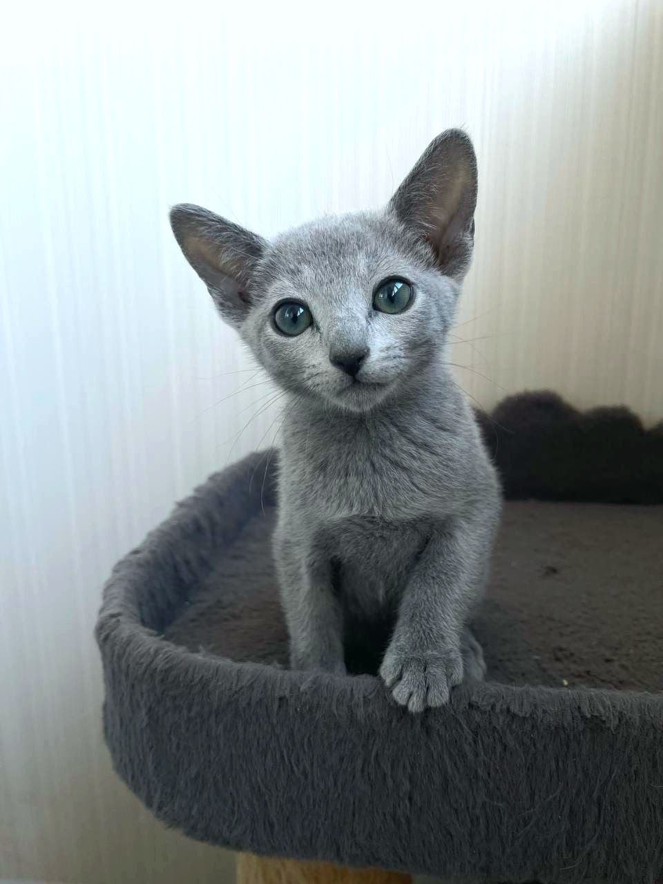 Luna, an available female Russian Blue kitten in California