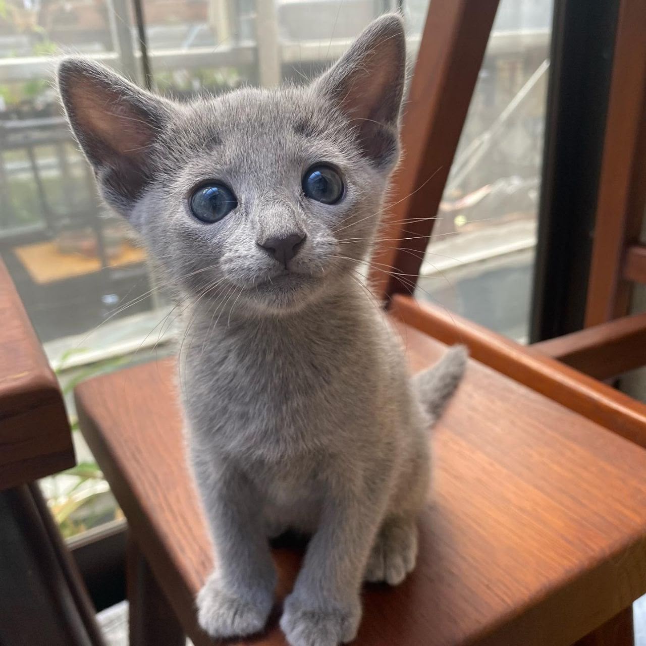 Sapphire, an available female Russian Blue kitten in California