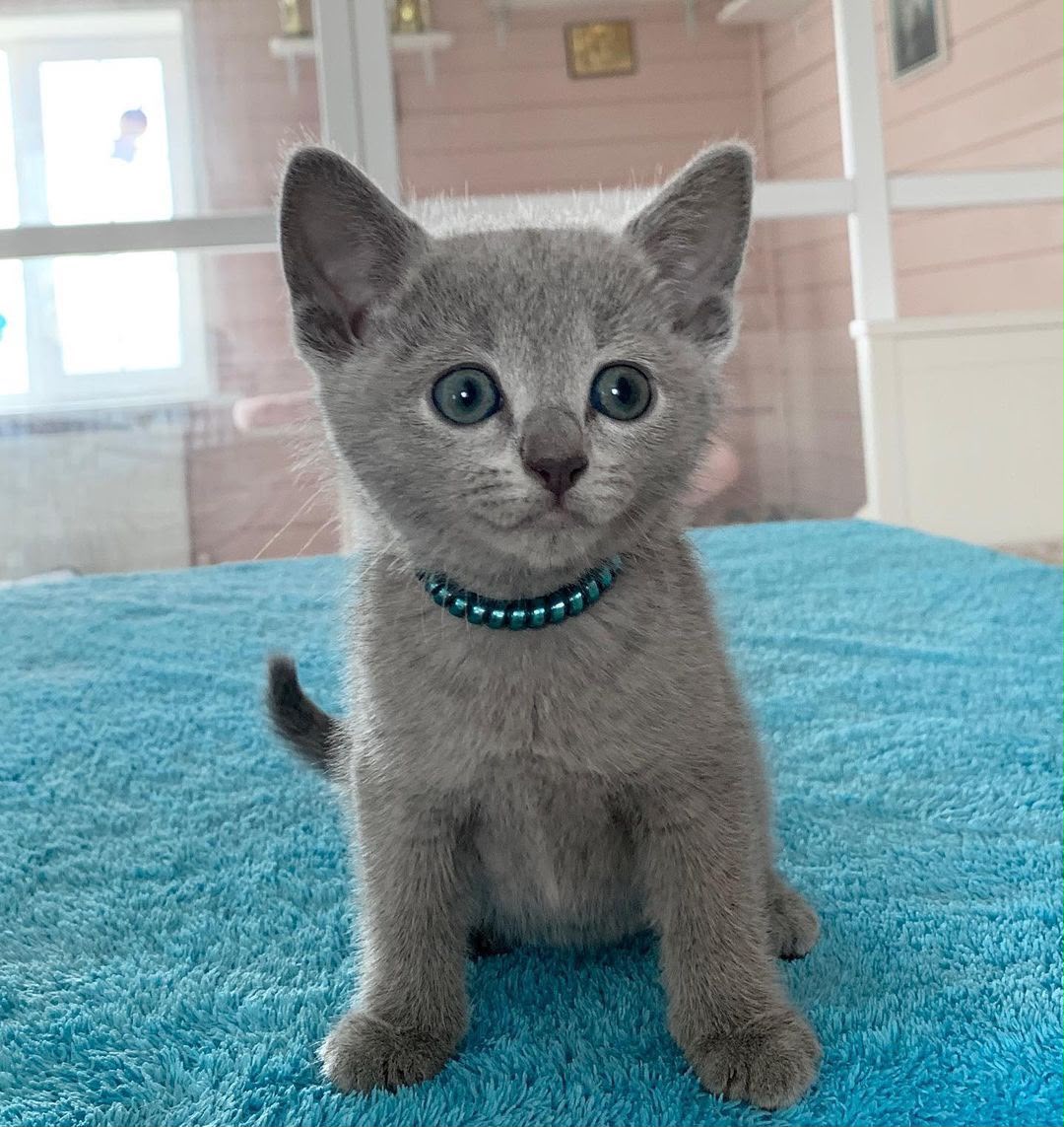 Shadow, an available male Russian Blue kitten in California