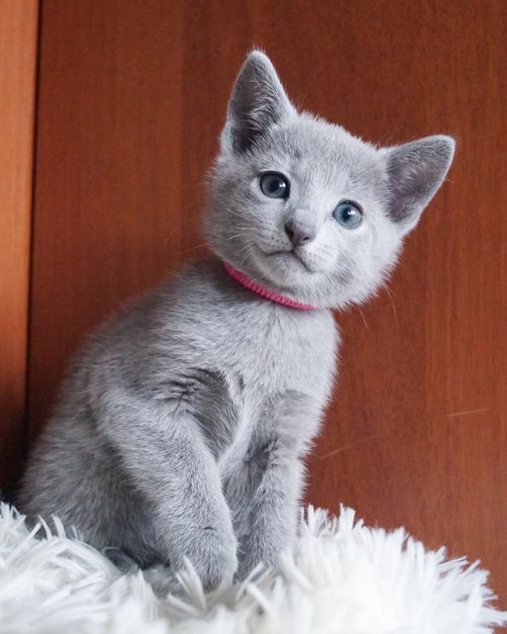Sterling, an available male Russian Blue kitten in California