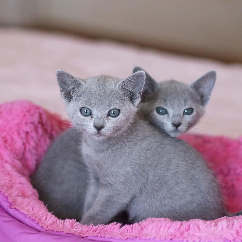 Max and Mia, an available bonded Russian Blue kitten pair in California