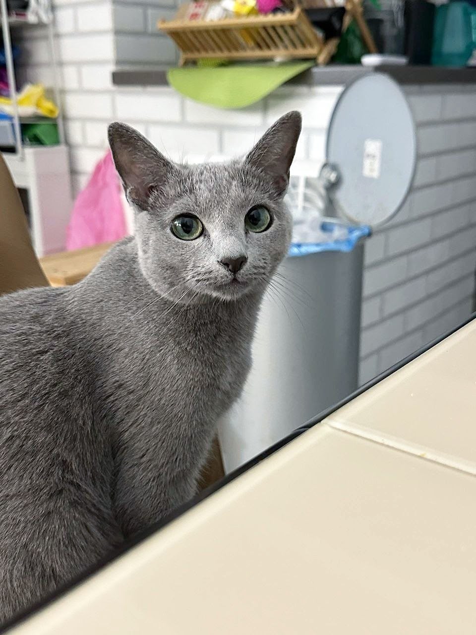 Healthy Russian Blue kitten raised indoors in California