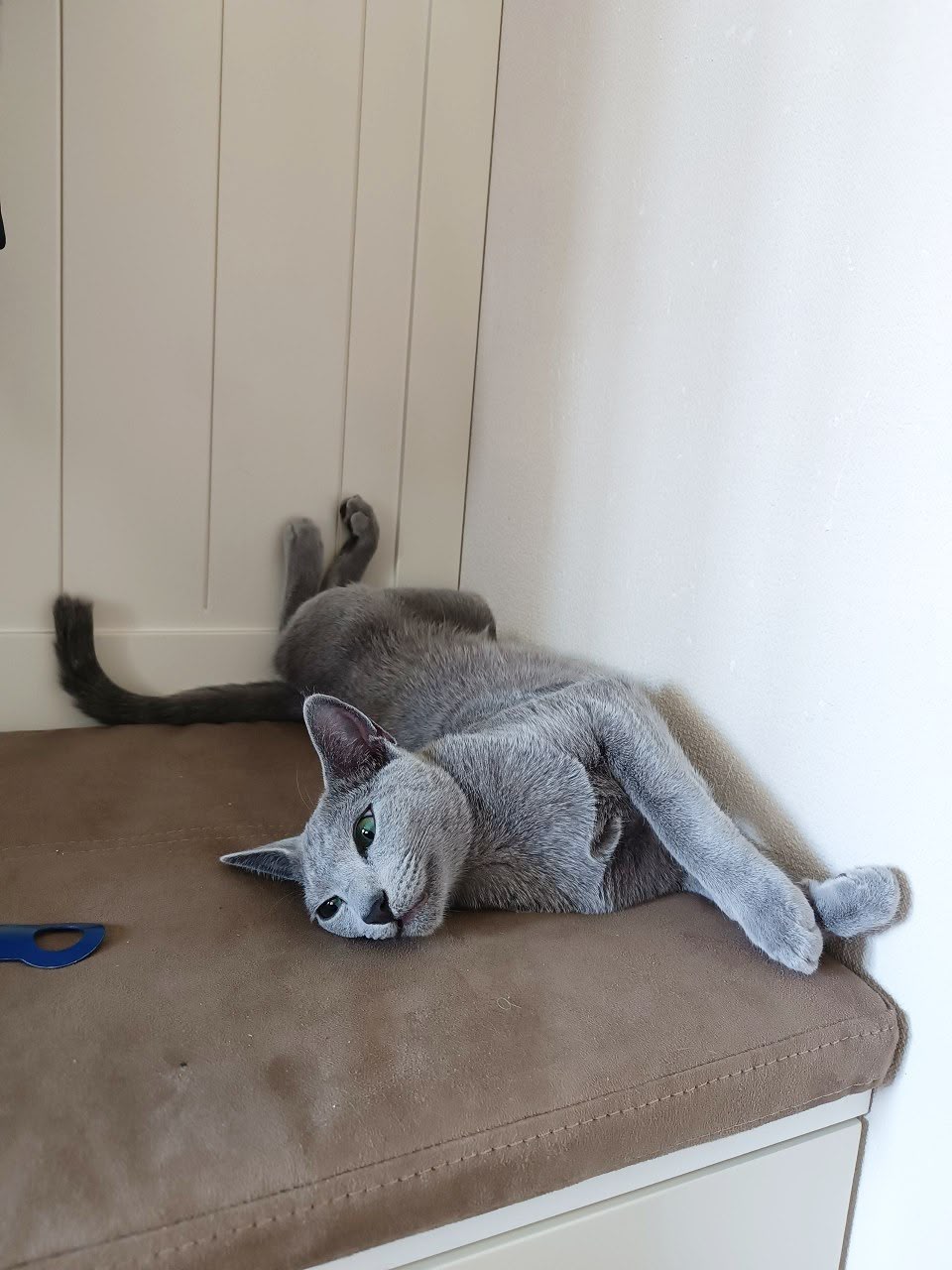 Home raised Russian Blue cat at California Fluff Cattery