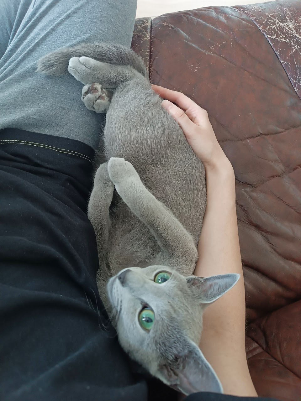 Home raised Russian Blue kitten in California