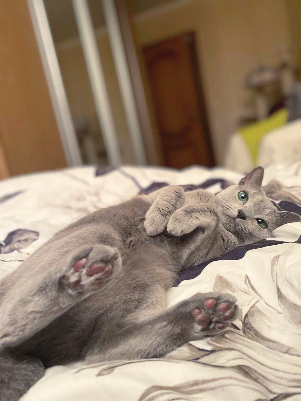 California Fluff Cattery Russian Blue kitten portrait