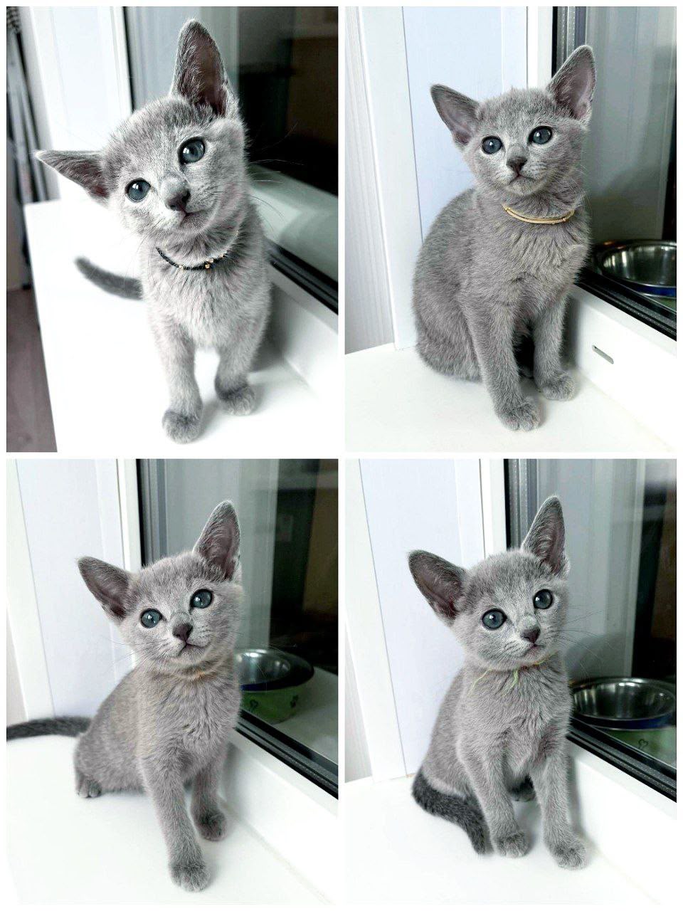 Home raised Russian Blue kitten from California Fluff Cattery