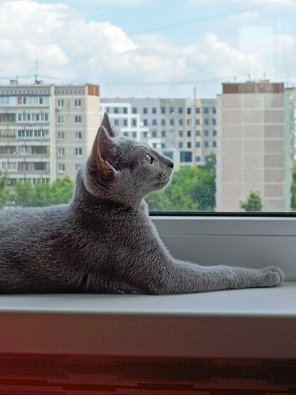 Indoor Russian Blue cat relaxing at home in California