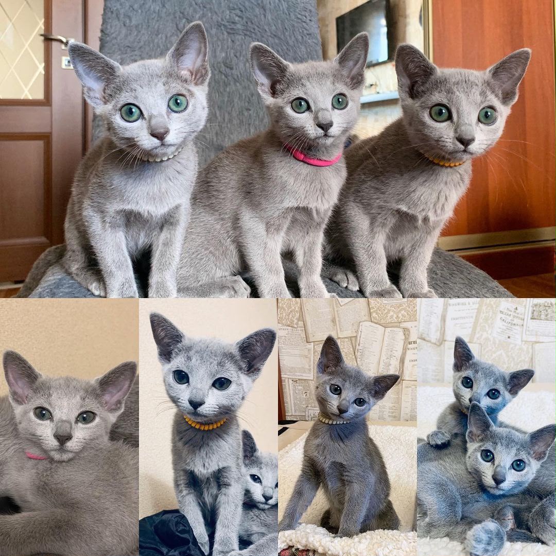 Russian Blue cat from the California Fluff Cattery home gallery