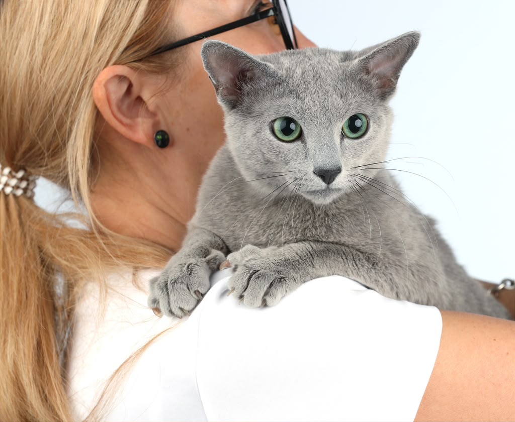 Russian Blue cat being held during family socialization