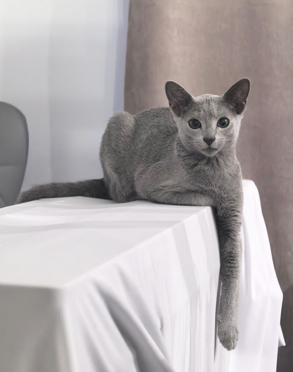 Russian Blue kitten raised with care in our California home