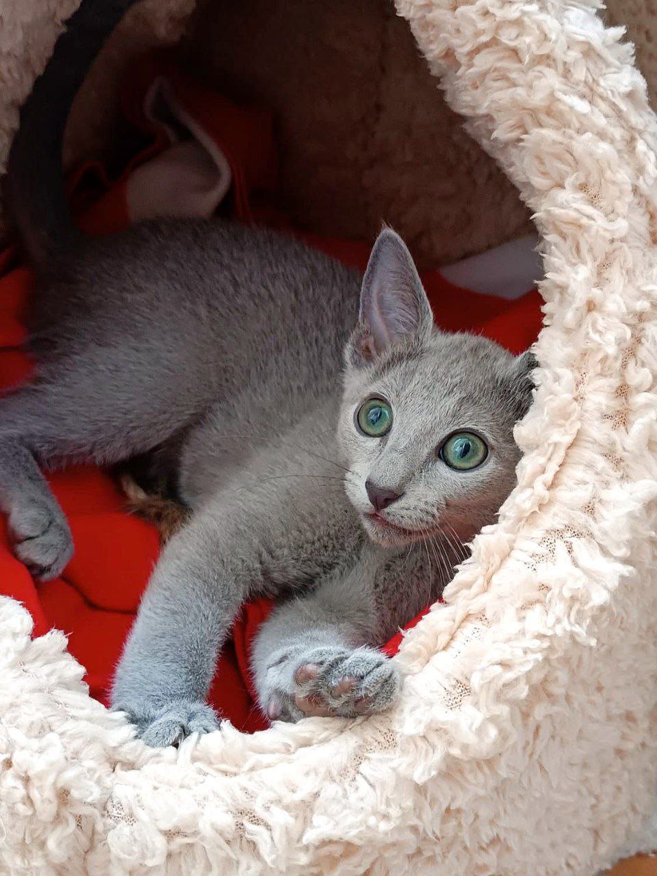 Russian Blue kitten receiving early litter training at California Fluff Cattery