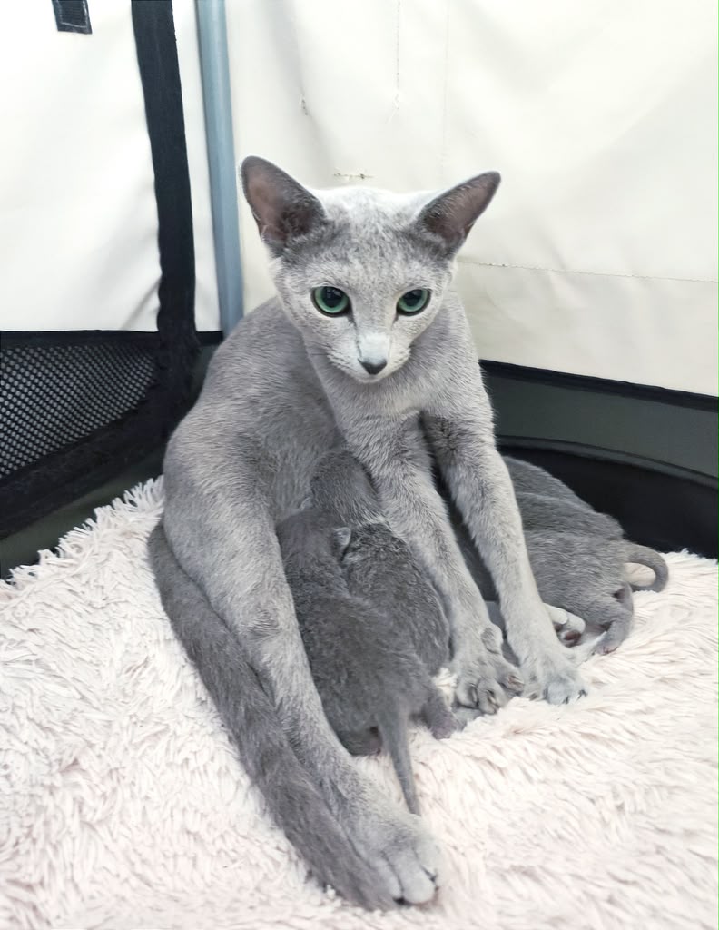 Russian Blue mother with kittens raised in a California home