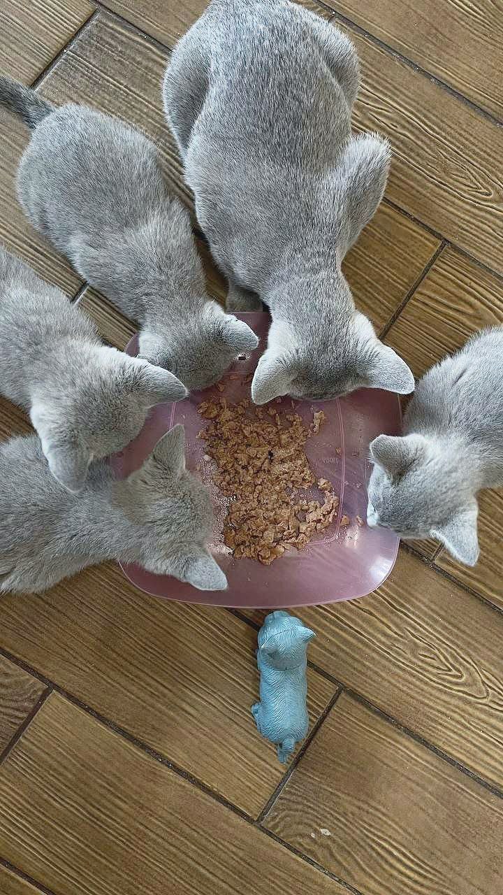 Russian Blue kittens eating during weaning at California Fluff Cattery