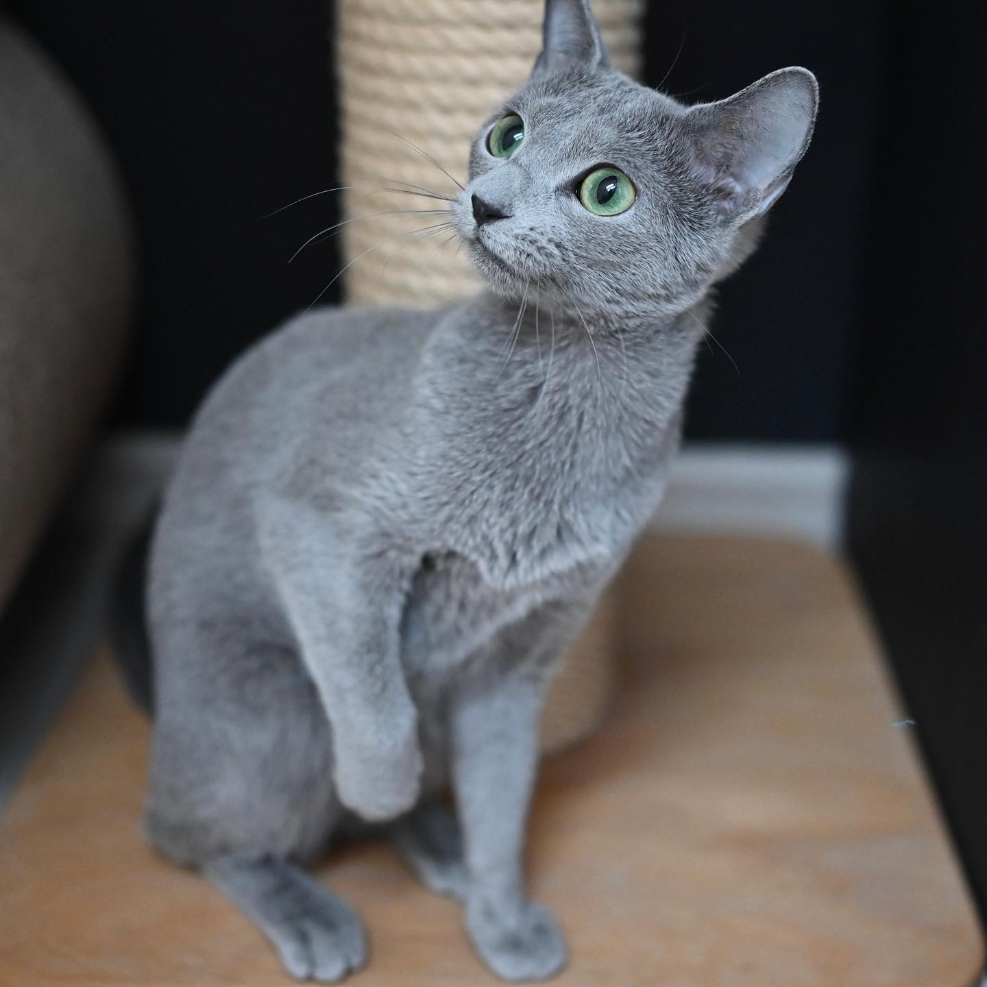 Misty Moon, a Russian Blue queen at California Fluff Cattery