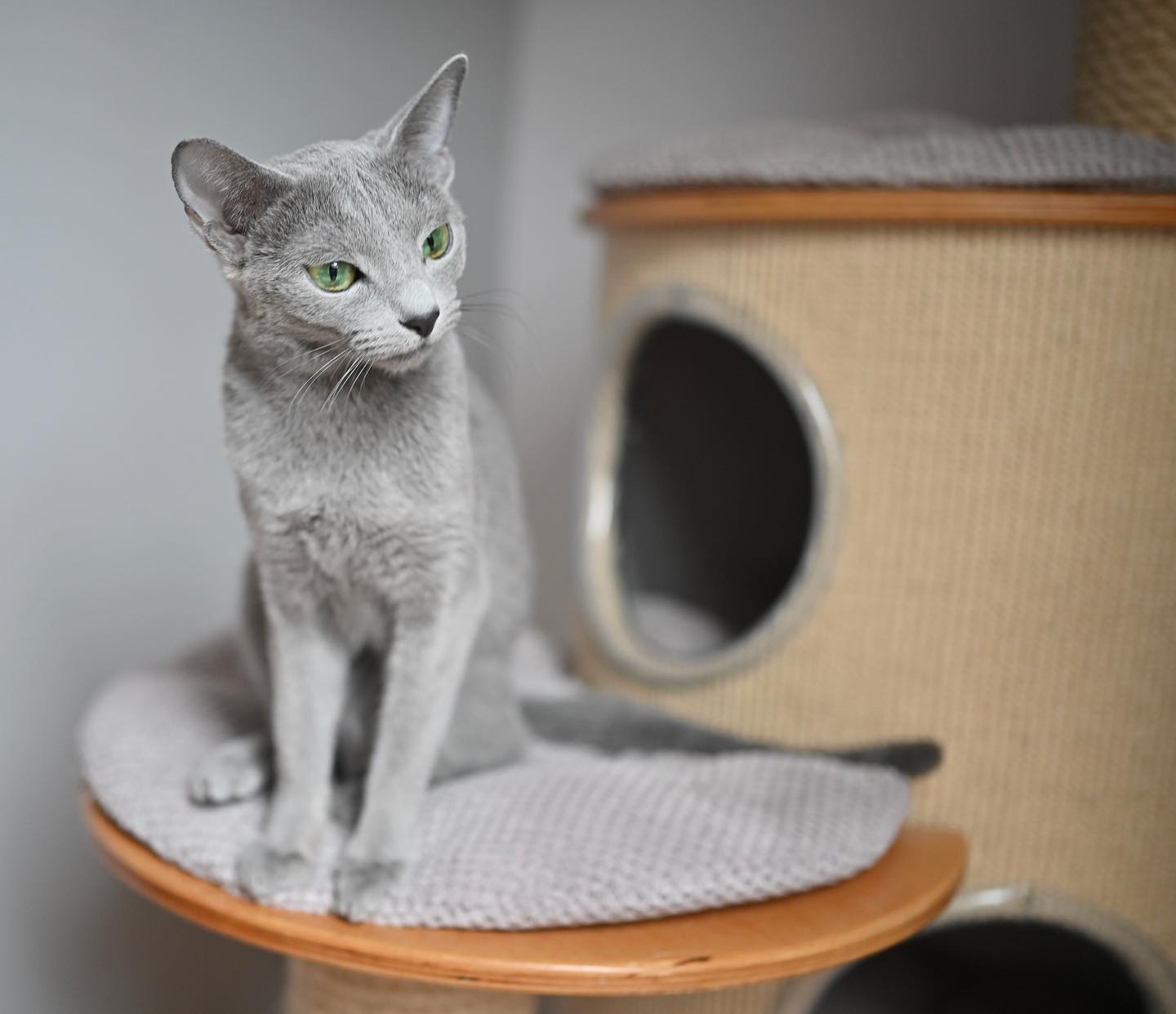 Sapphire Dream, a Russian Blue queen at California Fluff Cattery