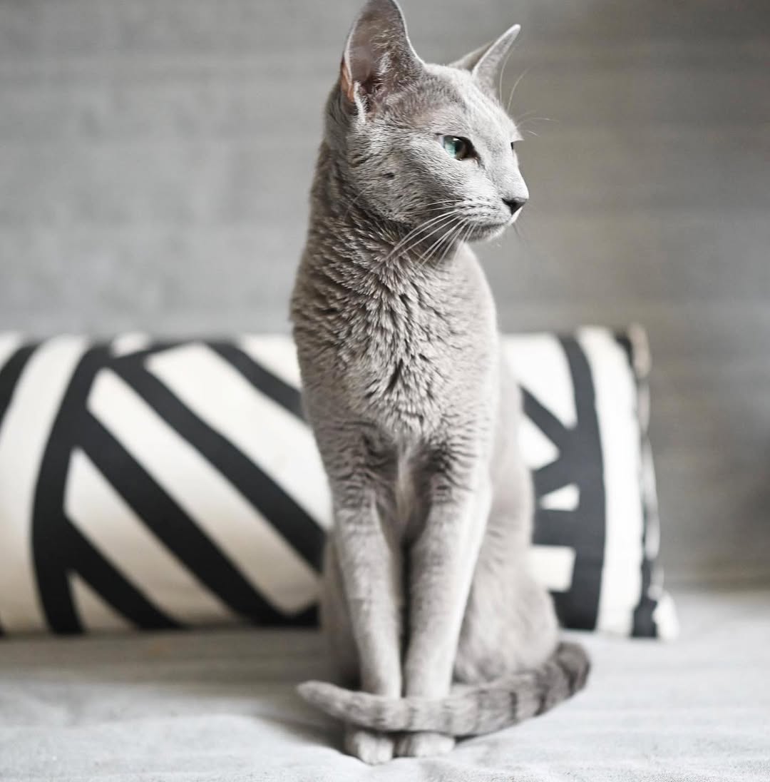 Blue Velvet, a Russian Blue sire at California Fluff Cattery