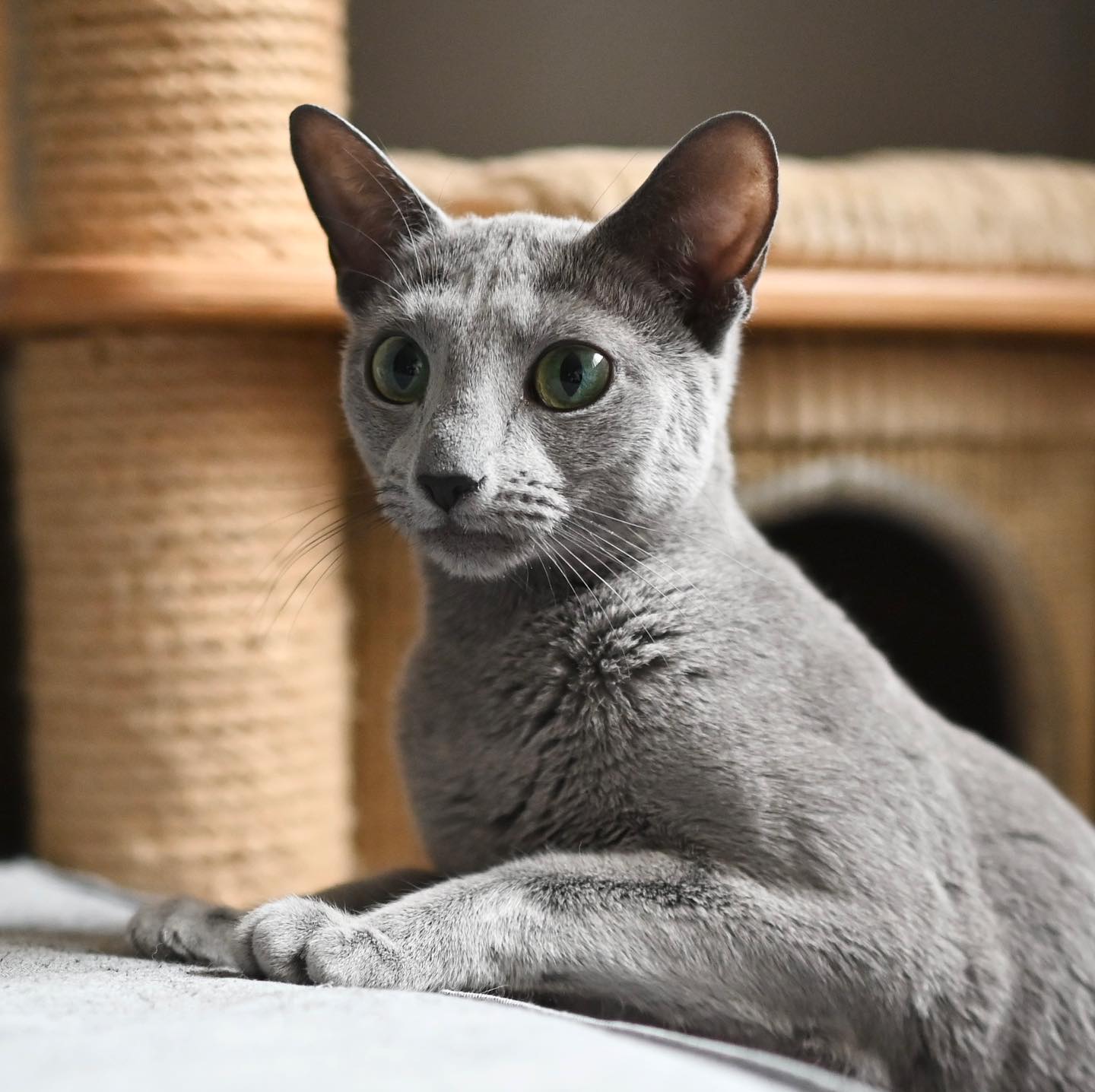 Sterling Silver, a Russian Blue sire at California Fluff Cattery