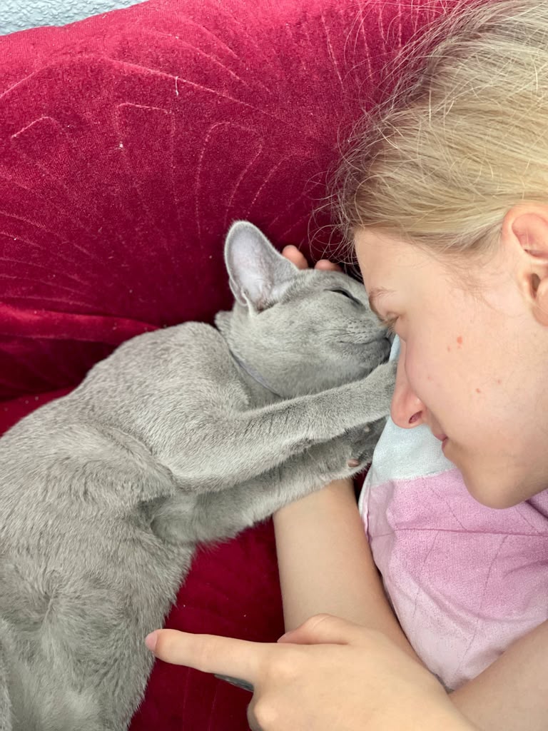 Russian Blue kitten with a silver blue coat in California