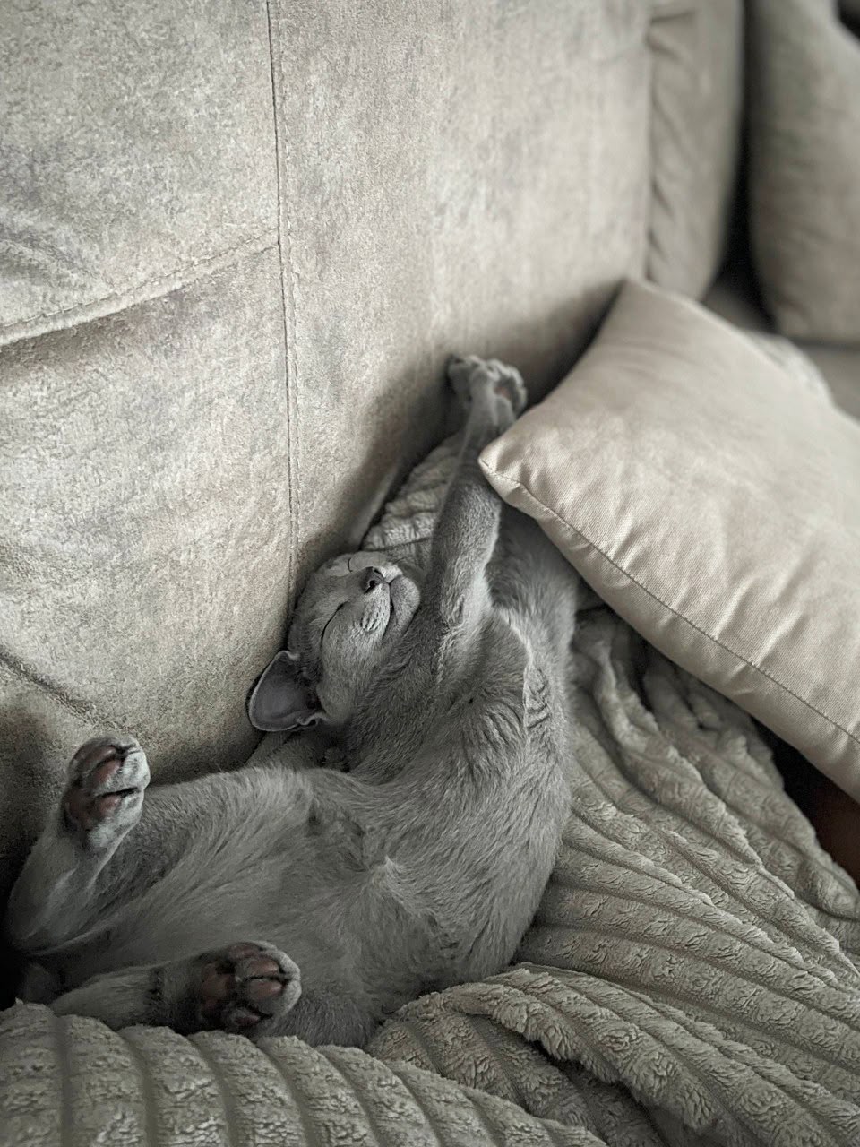 Well socialized Russian Blue kitten raised in California